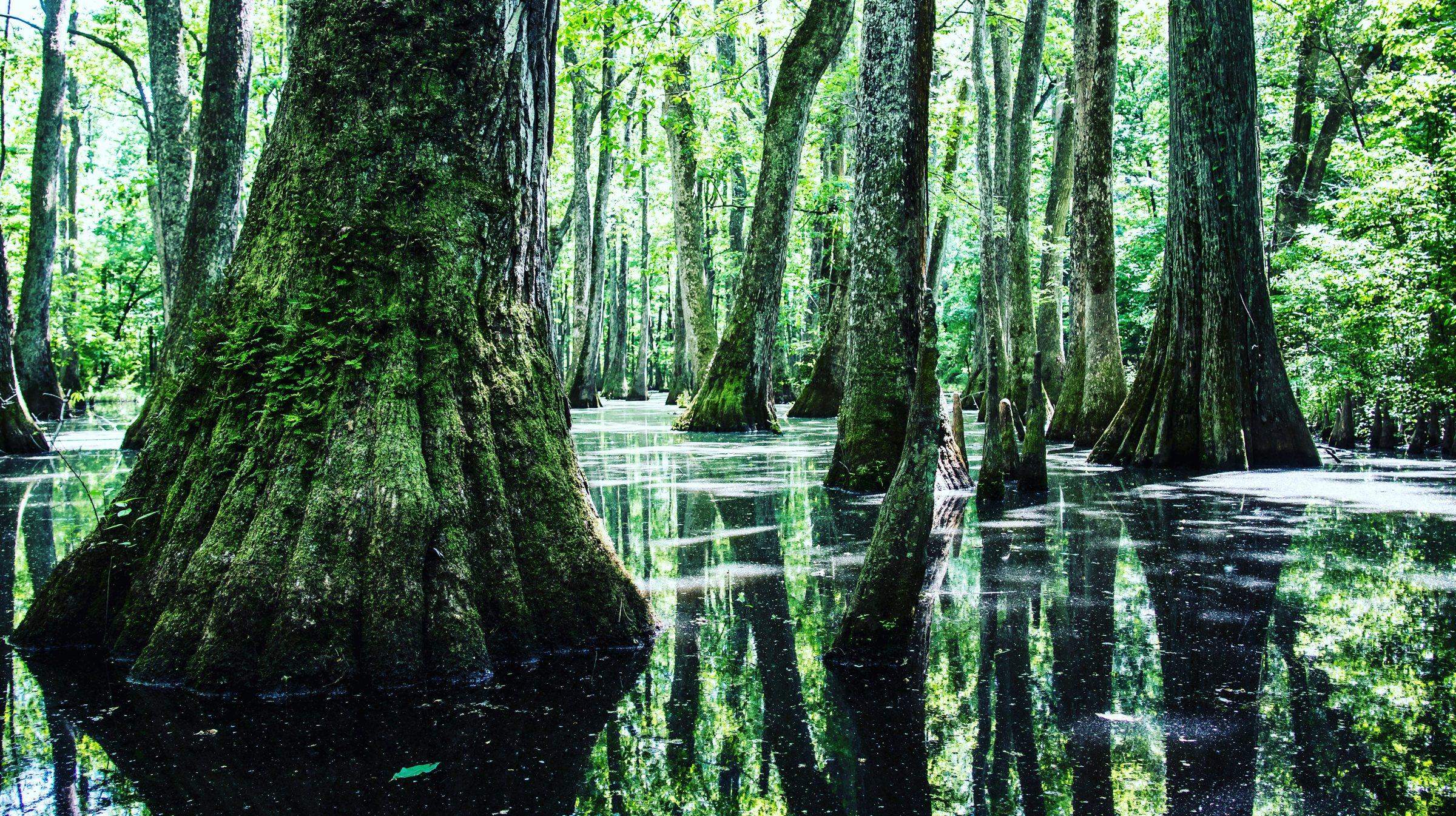 Bald cypress trees standing in still water.